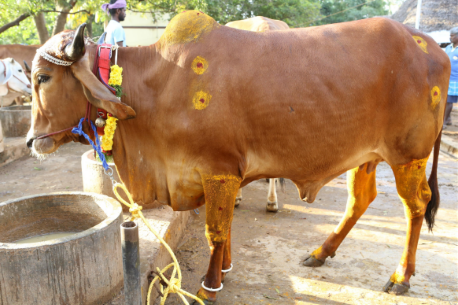 Preservation of Indigenous Breeds