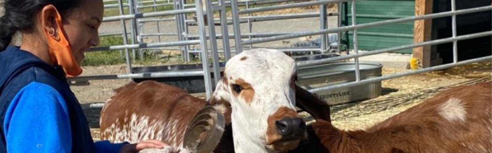 Volunteer at Sri Krishna Balaram Goshala