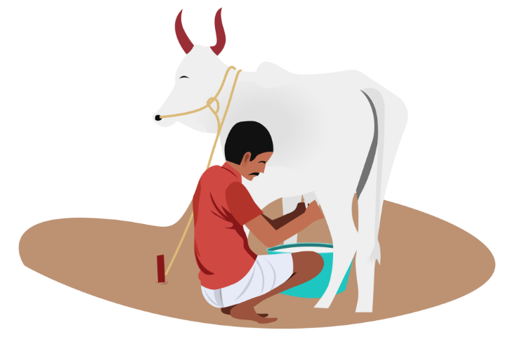 Cow being Milked