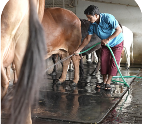 Gaushala Maintenance