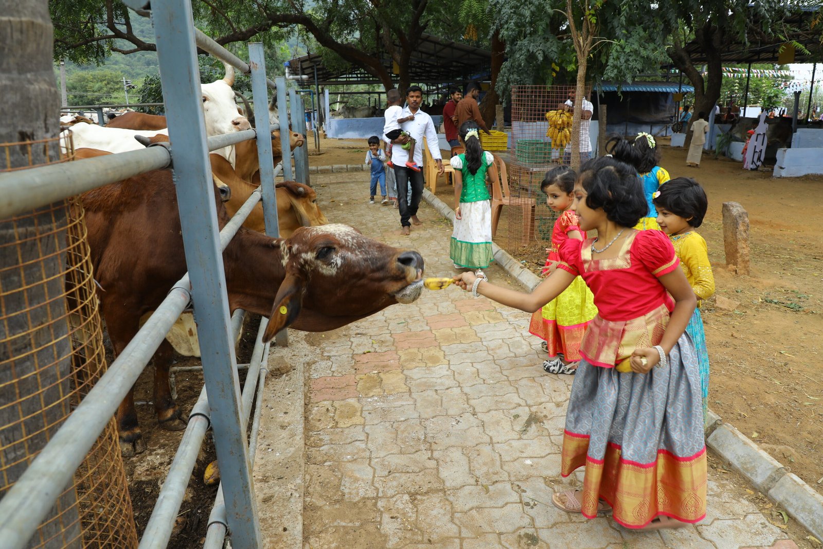 Contribute to Goshala